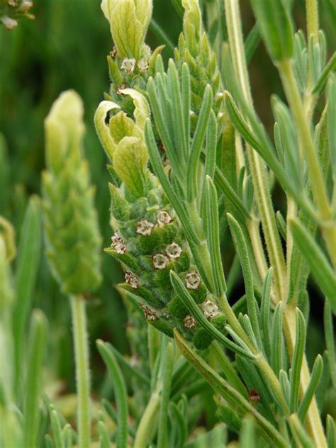 yellow lavender | Drought tolerant plants, Plants, Drought tolerant