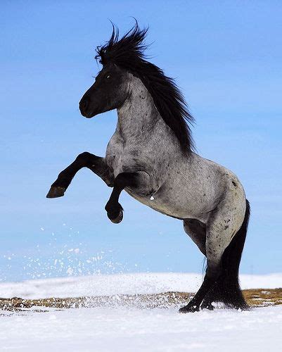 Icelandic Horse - gallop to discover