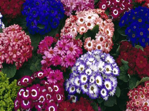 Cineraria - dwarf varieties - Living Colour Plants