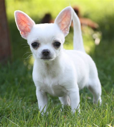 Free photo: Chihuahua - Bark, Bigears, Cute - Free Download - Jooinn