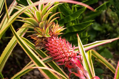 All About the Red Spanish Pineapple - Minneopa Orchards