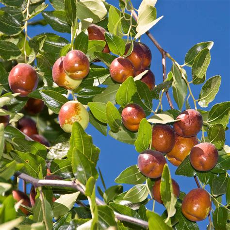 Li Jujube Tree | Gurney's Seed & Nursery Co.