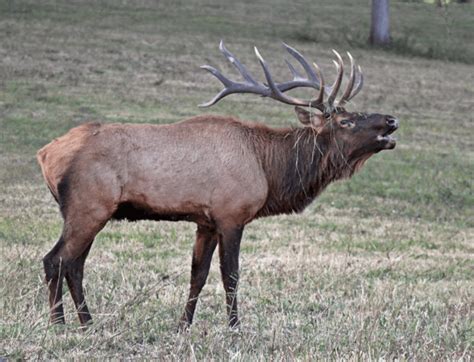 Elk Bugling Season Arrives At LBL | radio NWTN