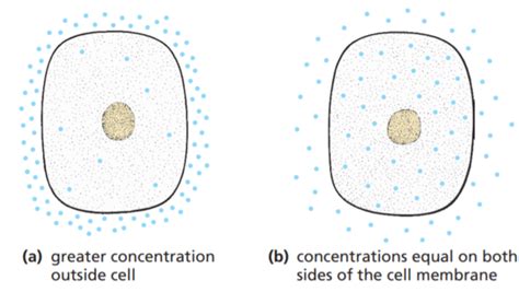 Diffusion - Movement of Substances — Biology Notes