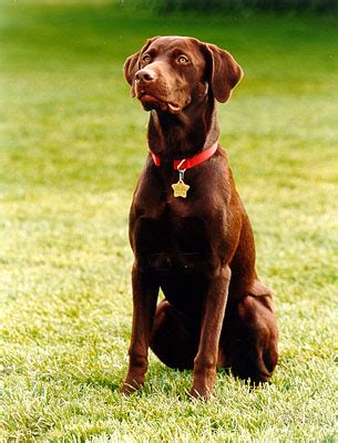 Buddy (dog) - Wikipedia