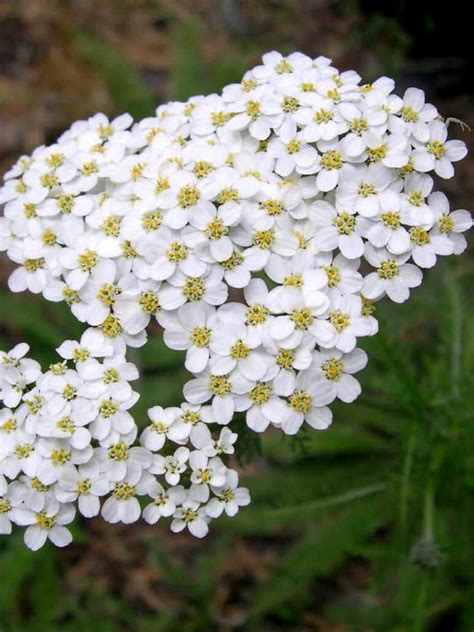 Achillea millefolium - Common Yarrow | World of Flowering Plants