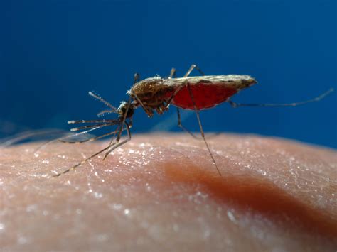 Drug-Resistant Malaria Turns Up In The U.K. | WSHU