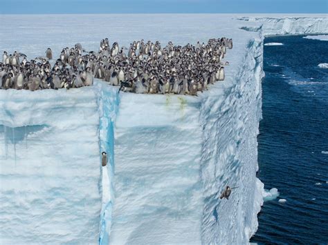 Why are these emperor penguin chicks jumping from a 50-foot cliff?