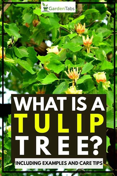 What Is a Tulip Tree? [Inc. Examples and Care Tips] - Garden Tabs in ...