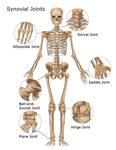 Where Are Synovial Joints Found | Synovial Joints of the Skeletal ...