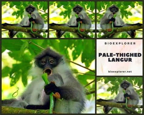 Pale-Thighed Langur Characteristics | Presbytis Siamensis Diet & Facts ...