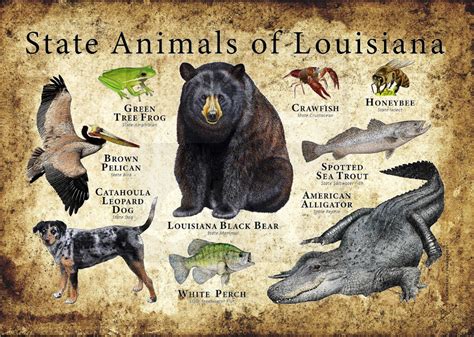 Louisiana State Animals Poster Print | Etsy in 2021 | Animal posters ...