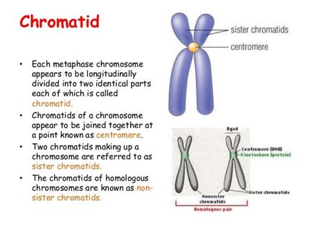 Chromosome Structure And Function