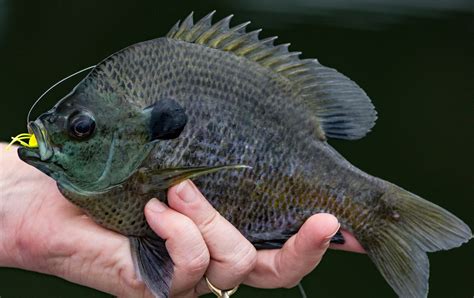 Sunfish vs Bluegill Identification Guide | Outdoor Life