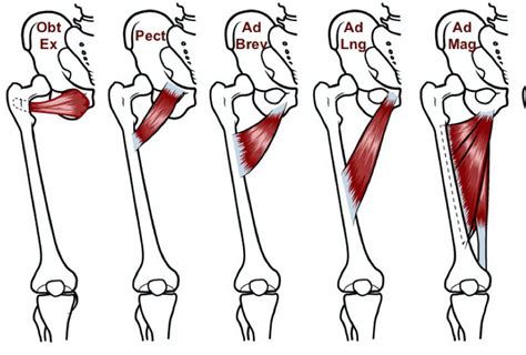 Adductor Strain | Groin Pain | Randwick Physio | Movement Centre