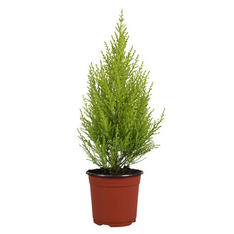 Buy house plants now Indoor conifer Cupressus 'Goldcrest Wilma ...