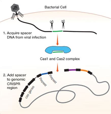 Crispr Cas9 Ppt | Bruin Blog