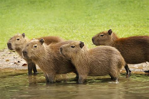 Capybara breeding in captivity