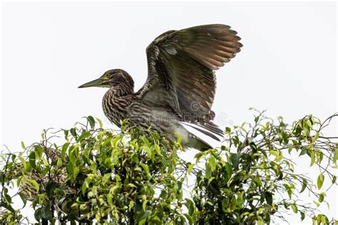 Juvenile Nankeen Night Heron in Queensland Australia Stock Photo ...