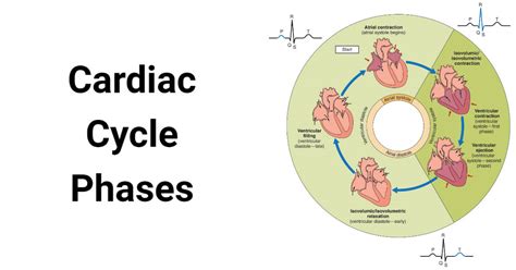 Cardiac Cycle and its 5 Phases