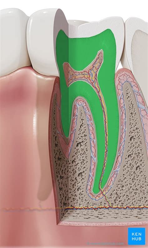 Deciduous teeth: Anatomy and pathology | Kenhub