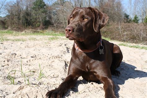 Maggie - My chocolate English Lab | Maggie - My chocolate En… | Flickr