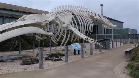 Blue Whale Skeleton - YouTube