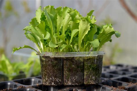 Growing Lettuce from Seed in Pots – Sara's Kitchen Garden