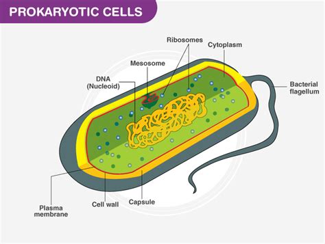 Simple Prokaryotic Cell Diagram