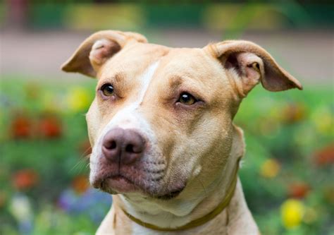 Pit bull | Description, Temperament, Breeds, & Facts | Britannica