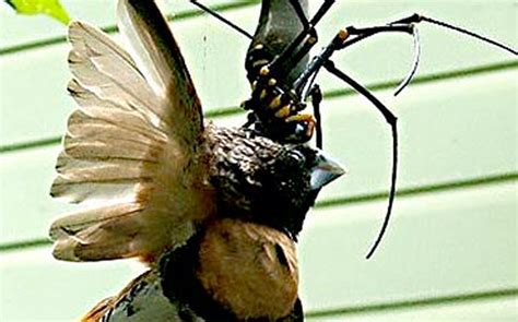 Spider caught eating a bird - Offbeat - Crazy World - Emirates24|7