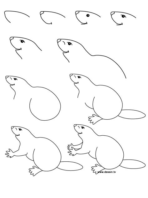 How To Draw A Beaver Really Easy Drawing Tutorial | Images and Photos ...