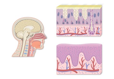 Pharynx Histology - Epithelial Lining of the Pharynx | GetBodySmart