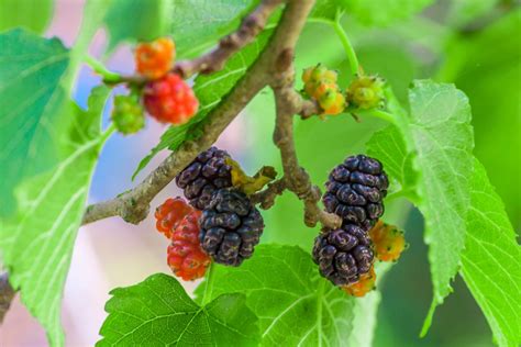 Mulberry Tree Identification - Gardenerdy | Tree identification ...