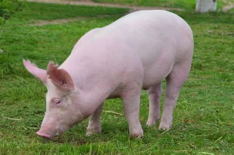 Large White Pig Breed: All You Need to Know About this Bacon Producer ...