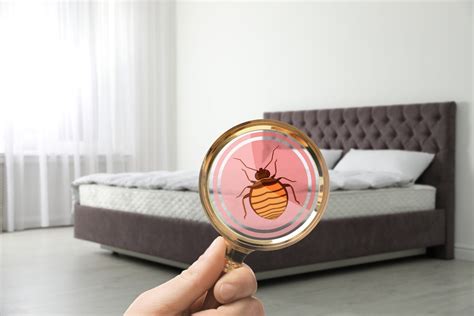 How to Choose the Best Bed Bug Exterminator | Cleveland, OH