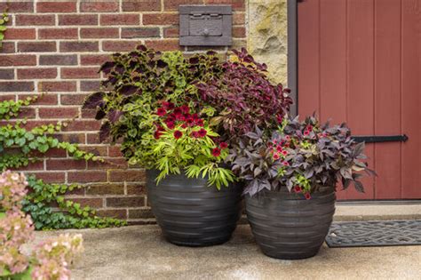 Container Gardening: The Complete Guide | Proven Winners