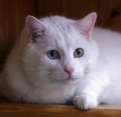 Odd Eyed Cats | Fun Animals Wiki, Videos, Pictures, Stories