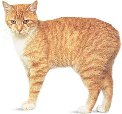 Manx Cat Breed - History, Personality and Behavior - Cats In Care