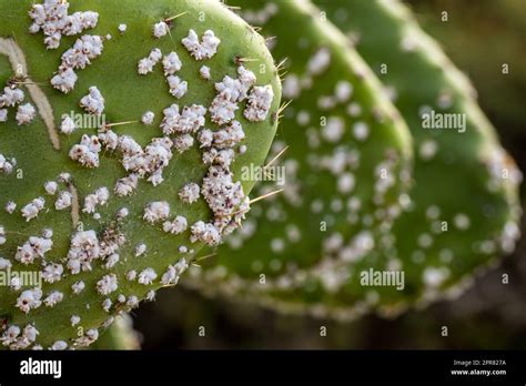 Waxy white clusters of Cochineal scale insect nymphs (Dactylopius ...