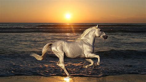 White Horse Is Running In Ocean Waves Background During Sunset HD Horse ...