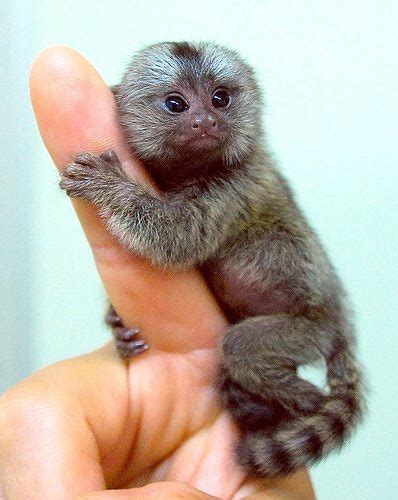 Animal Photo: Marmoset Monkey