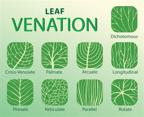 illustration of leaf venation types 23087852 Vector Art at Vecteezy