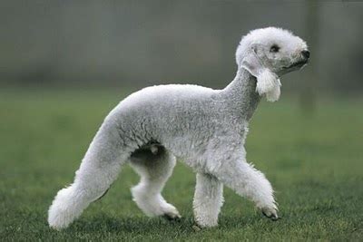 Extreme Dog Breeds: Bedlington Terrier