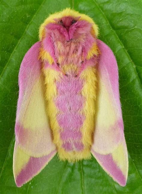 Prepare To Fall In Love With This Colorful Moth Which Might Be The ...