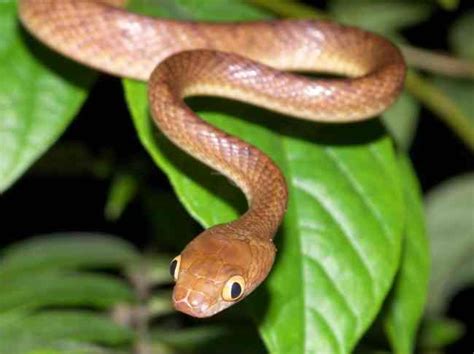 Brown Tree Snake Facts and Pictures | Reptile Fact