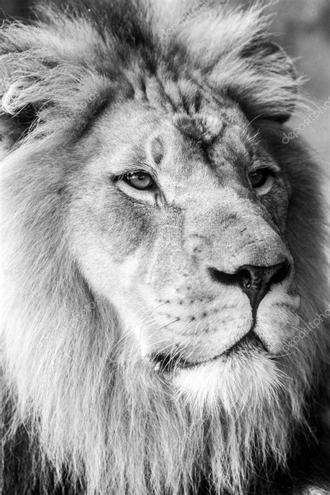 Lion Face Closeup Side View — Stock Photo © mojoeks #125019454