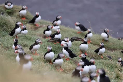 Long live the Puffins in Iceland! Discover how are the colonies doing ...