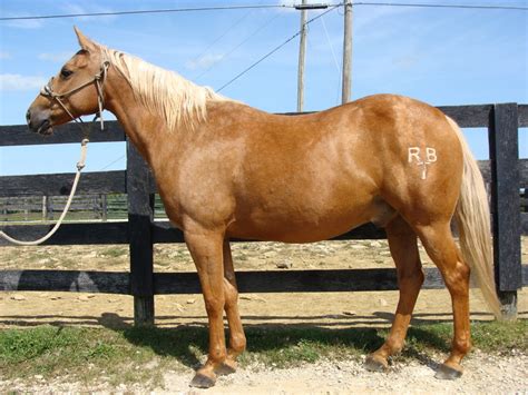 VERY WELL BROKE GOLDEN PALOMINO QUARTER HORSE GELDING, GENTLE For Sale ...