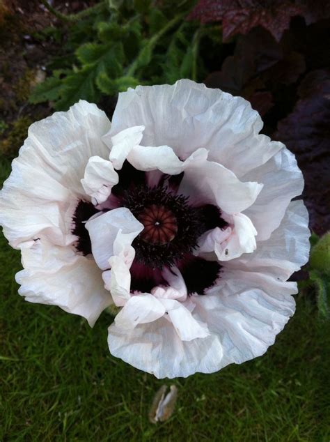 White poppy at The Stanage B & B Shropshire